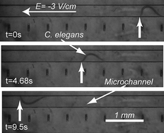 Graphical abstract: Electrotaxis of Caenorhabditis elegans in a microfluidic environment