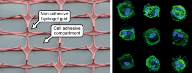 Graphical abstract: Simple benchtop patterning of hydrogel grids for living cell microarrays
