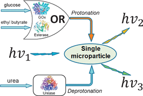 Graphical abstract: Enzyme logic gate associated with a single responsive microparticle: scaling biocomputing to microsize systems