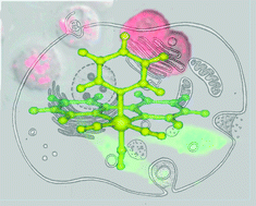 Graphical abstract: Application of d6 transition metal complexes in fluorescence cell imaging