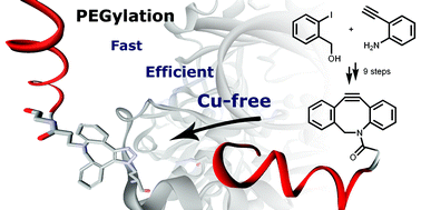 Graphical abstract: Aza-dibenzocyclooctynes for fast and efficient enzyme PEGylation via copper-free (3+2) cycloaddition