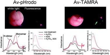 Graphical abstract: High sensitivity detection of cancer in vivo using a dual-controlled activation fluorescent imaging probe based on H-dimer formation and pH activation