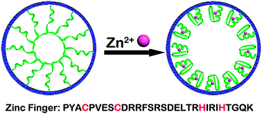 Graphical abstract: A biomimetic zinc activated ion channel