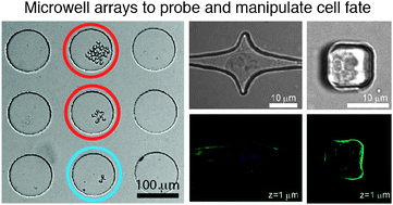Graphical abstract: Integration column: microwell arrays for mammalian cell culture