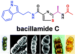Graphical abstract: (−)-Bacillamide C: the convergent approach