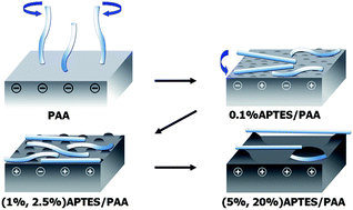 Graphical abstract: Self-assembled charged hydrogels control the alignment of filamentous actin