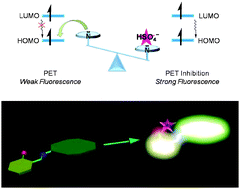 Graphical abstract: Fluorescence turn-on sensors for HSO4−