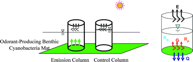 Graphical abstract: In situ measurement of odor compound production by benthic cyanobacteria
