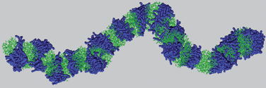 Graphical abstract: Large-scale atomistic simulation of a nanosized fibril formed by thiophene–peptide “molecular chimeras”
