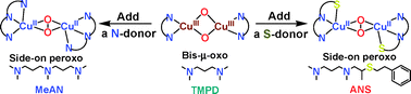 Graphical abstract: Thioether S-ligation in a side-on μ-η2:η2-peroxodicopper(ii) complex