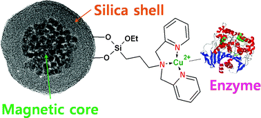 Graphical abstract: Synthesis of magnetic/silica nanoparticles with a core of magnetic clusters and their application for the immobilization of His-tagged enzymes