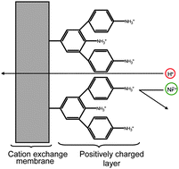 Graphical abstract: Diazonium-induced anchoring process: an application to improve the monovalent selectivity of cation exchange membranes