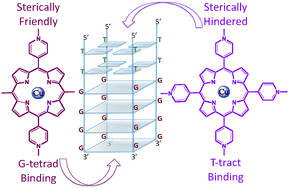 Graphical abstract: Steric effects direct the binding of porphyrins to tetramolecular quadruplex DNA