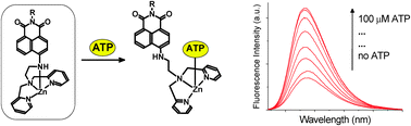 Graphical abstract: An ATP fluorescent chemosensor based on a Zn(ii)-complexed dipicolylamine receptor coupled with a naphthalimide chromophore