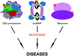 Graphical abstract: When ribosomes go bad: diseases of ribosome biogenesis