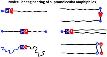 Graphical abstract: Supramolecular amphiphiles