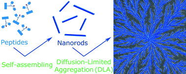Graphical abstract: Self-assembled peptide nanorods as building blocks of fractal patterns