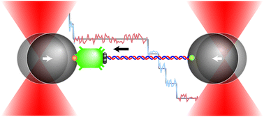Graphical abstract: Revealing the base pair stepping dynamics of nucleic acid motor proteins with optical traps