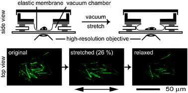 Graphical abstract: A stretching device for imaging real-time molecular dynamics of live cells adhering to elastic membranes on inverted microscopes during the entire process of the stretch