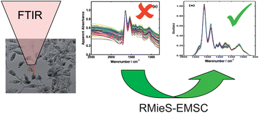 Graphical abstract: Resonant Mie Scattering (RMieS) correction of infrared spectra from highly scattering biological samples