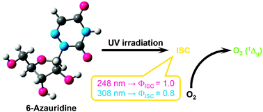 Graphical abstract: Triplet formation of 6-azauridine and singlet oxygen sensitization with UV light irradiation