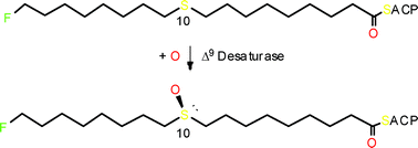 Graphical abstract: Stereochemistry of 10-sulfoxidation catalyzed by a soluble Δ9 desaturase