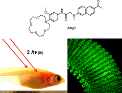 Graphical abstract: Detection of mercury in fish organs with a two-photon fluorescent probe