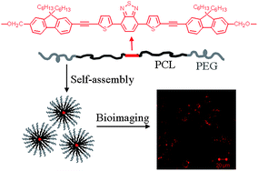 Graphical abstract: 2,1,3-Benzothiadiazole (BTD)-moiety-containing red emitter conjugated amphiphilic poly(ethylene glycol)-block-poly(ε-caprolactone) copolymers for bioimaging