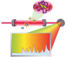 Graphical abstract: Raman spectroscopy a promising technique for investigations of metallothioneins