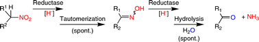 Graphical abstract: The flavoprotein-catalyzed reduction of aliphatic nitro-compounds represents a biocatalytic equivalent to the Nef-reaction