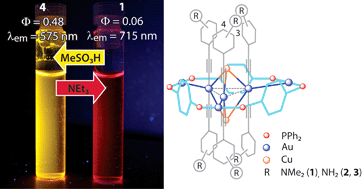 Graphical abstract: Reversible protonation of amine-functionalized luminescent Au–Cu clusters: characterization, photophysical and theoretical studies