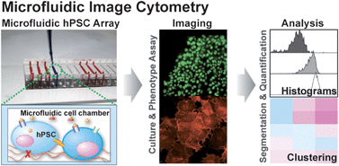Graphical abstract: Microfluidic image cytometry for quantitative single-cell profiling of human pluripotent stem cells in chemically defined conditions