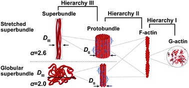 Graphical abstract: Hierarchical structures of the actin/polycation complexes, investigated by ultra-small-angle neutron scattering and fluorescence microscopy