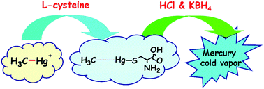 Graphical abstract: l-cysteine-induced degradation of organic mercury as a novel interface in the HPLC-CV-AFS hyphenated system for speciation of mercury