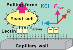 Graphical abstract: Dynamic electromagnetophoretic force analysis of a single binding interaction between lectin and mannan polysaccharide on yeast cell surface