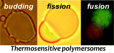 Graphical abstract: Temperature responsive poly(trimethylene carbonate)-block-poly(l-glutamic acid) copolymer: polymersomes fusion and fission