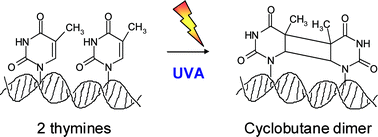 Graphical abstract: UVA-induced cyclobutane pyrimidine dimers in DNA: a direct photochemical mechanism?
