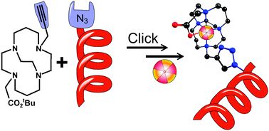 Graphical abstract: Clickable bifunctional radiometal chelates for peptide labeling