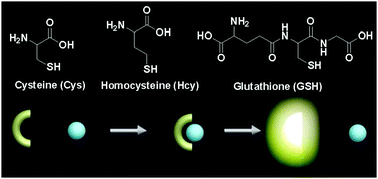 Graphical abstract: Fluorescent and colorimetric probes for detection of thiols