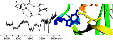Graphical abstract: Guanine–aspartic acid interactions probed with IR–UV resonance spectroscopy