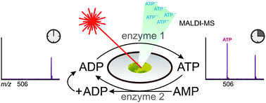 Graphical abstract: Mass spectrometric method incorporating enzymatic amplification for attomole-level analysis of target metabolites in biological samples