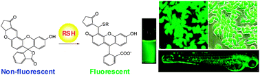 Graphical abstract: A thiol-specific fluorescent probe and its application for bioimaging