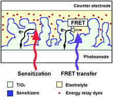 Graphical abstract: Phosphorescent energy relay dye for improved light harvesting response in liquid dye-sensitized solar cells