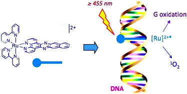 Graphical abstract: Efficient DNA photocleavage by [Ru(bpy)2(dppn)]2+ with visible light
