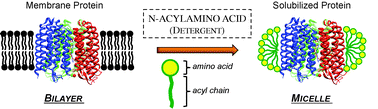 Graphical abstract: Solubilization of membrane proteins with novel N-acylamino acid detergents
