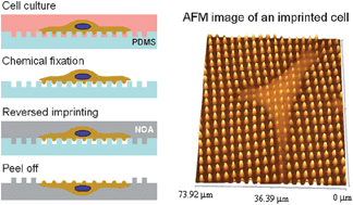 Graphical abstract: Reversed cell imprinting, AFM imaging and adhesion analyses of cells on patterned surfaces