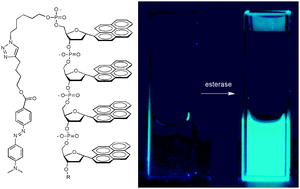 Graphical abstract: DNA–polyfluorophore excimers as sensitive reporters for esterases and lipases