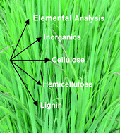 Graphical abstract: Switchgrass as an energy crop for biofuel production: A review of its ligno-cellulosic chemical properties
