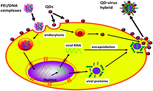 Graphical abstract: In situ formation of viruses tagged with quantum dots