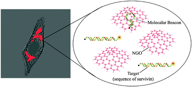 Graphical abstract: Using graphene to protect DNA from cleavage during cellular delivery